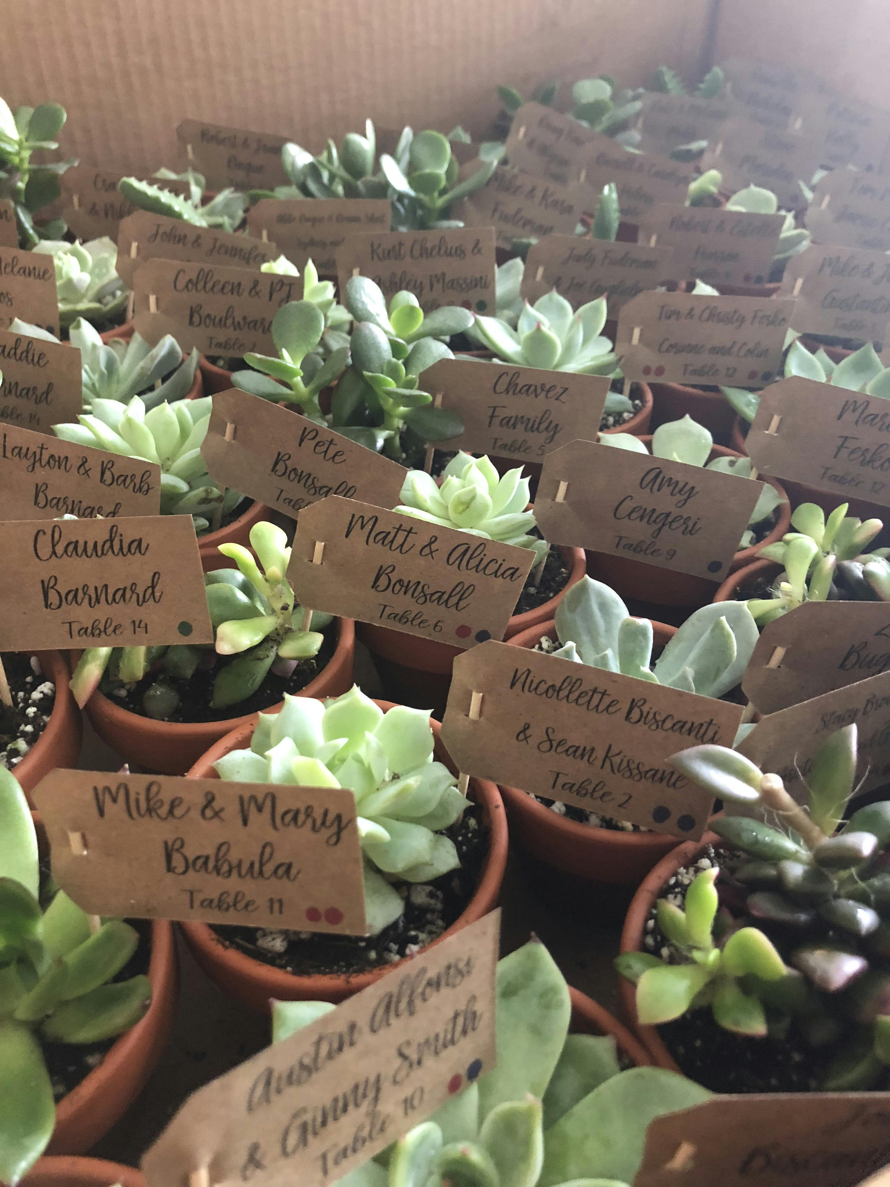 2" Wedding Succulents Wedding Succulent Favors for Sale Bulk Succulents